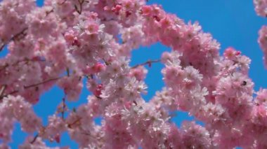 Pembe kiraz ağacı çiçekleri güneşli bir bahar gününde