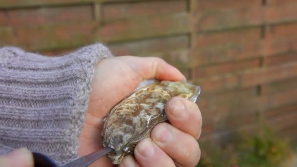 Vrouwelijke handen openen verse heerlijke oesters met een speciaal mes — Stockvideo