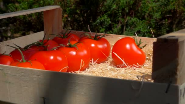 Närbild av en hand som lägger mogna saftiga röda tomater i en trälåda — Stockvideo