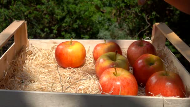 Die weibliche Hand legt reife saftige rote Äpfel in eine Holzkiste — Stockvideo