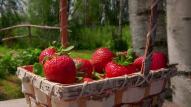 Büyük sulu çileklerle dolu huş ağacının sepetine yakın çekim