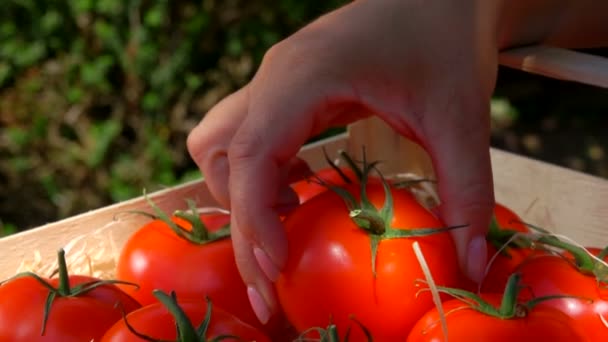 Κοντινό πλάνο ενός χεριού βάζοντας μια ώριμη ζουμερή κόκκινη ντομάτα σε ένα ξύλινο κουτί — Αρχείο Βίντεο