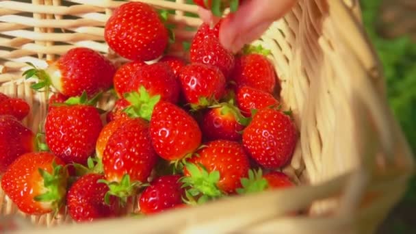 Primer plano de la mano poniendo una pequeña fresa dulce en la canasta de mimbre — Vídeos de Stock