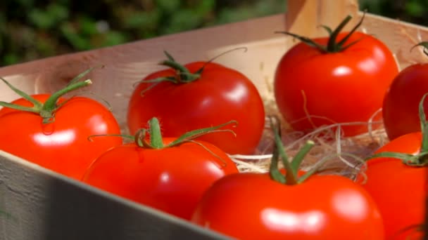 Super gros plan de tomates rouges juteuses mûres dans une boîte en bois avec des copeaux — Video