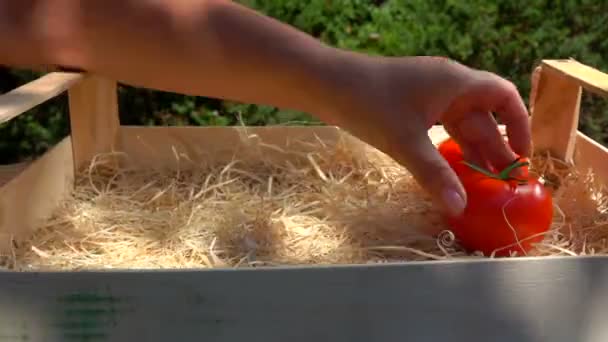 Imágenes rápidas de la mano femenina colocando jugosos tomates rojos maduros en una caja de madera — Vídeos de Stock
