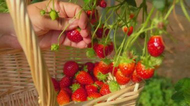 Yakın plan, çalılıklardan tatlı küçük çilekler topluyor.