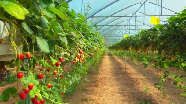 Panorama del invernadero con arbustos colgantes de las fresas — Vídeos de Stock