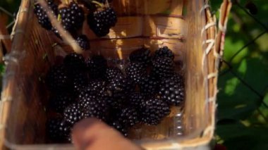 Kadın eli huş ağacının sepetine sulu böğürtlen koyuyor.