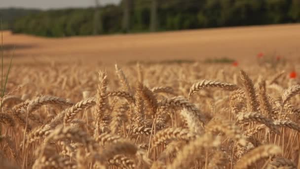 Panorama van de oren van rijpe tarwe tegen de achtergrond van een breed veld — Stockvideo