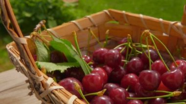 Kadın eli, tahta masanın üzerindeki sepetin içine bir kiraz filizi koyuyor.