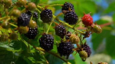 Yağmur damlaları çalıların üzerindeki sulu olgun böğürtlene düşüyor.