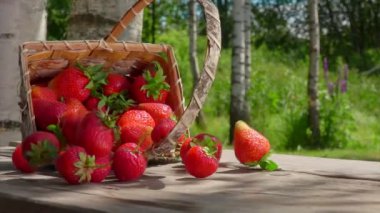 Huş ağacı sepeti ahşap masaya düşüyor ve lezzetli çilekler düşüyor.