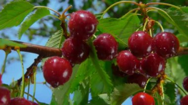 Kiraz ağacının dalındaki sulu kırmızı kirazlara yakından bak.