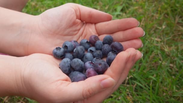 辣椒的手从母亲的手掌上摘下成熟的蓝莓 — 图库视频影像