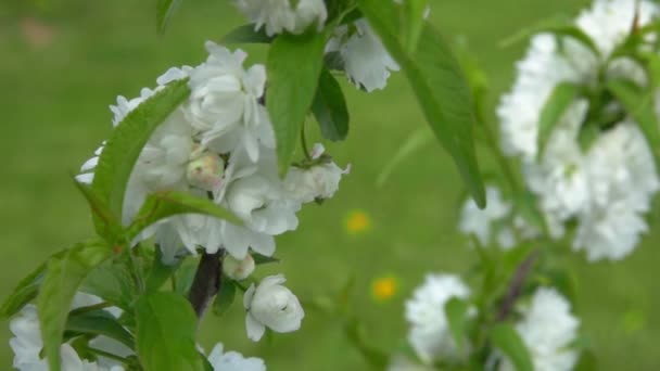 Närbild av fluffiga vita mandelblommor på trädgrenen — Stockvideo