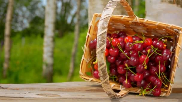 Un mucchio di ciliegie rosse mature che cadono dal cestino sul tavolo di legno — Video Stock