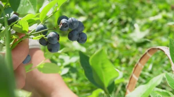Un agriculteur cueille des bleuets mûrs dans un buisson vert — Video