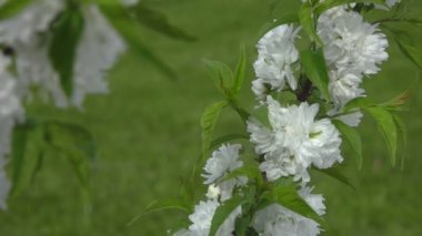 Ağaç dalında pofuduk beyaz badem çiçekleri manzarası
