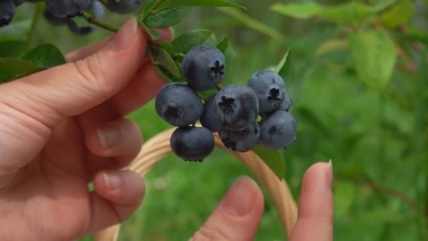 Main féminine cueille des bleuets mûrs dans un buisson vert — Video