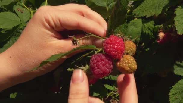 Close-up van vrouwelijke handen plukken grote sappige rode frambozen uit de bush — Stockvideo