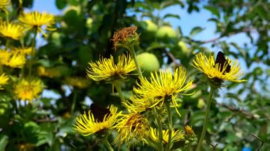 Güzel kelebekler, parlak sarı bir elektronun yapraklarının üzerinde uçar.