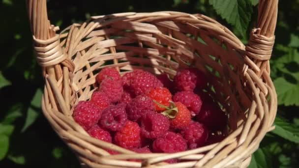 Close up de grandes framboesas apetitosas suculentas caindo na cesta — Vídeo de Stock