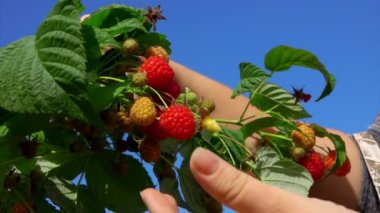 Yeşil çalılıktan büyük olgun ahududu toplayan kadın ellerinin yakın çekimi.