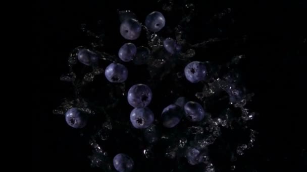 Große Blaubeeren fliegen mit Wasserspritzern auf dem schwarzen Hintergrund auf — Stockvideo