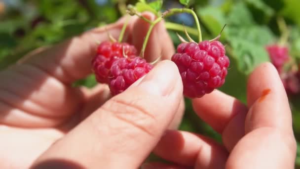 Gros plan des mains féminines cueillant de grandes framboises juteuses dans la brousse — Video