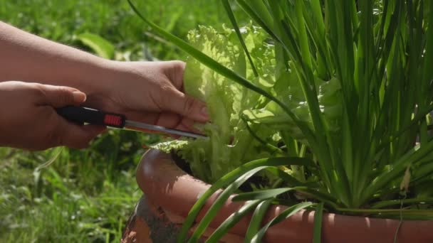 A női kéz friss zöld salátalevelet vesz ki a bokorból az ollóval. — Stock videók