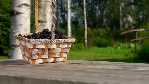 Basket full of blackberries is falling on a table on background of birch trees — Stock Footage Basket full of blackberries is falling on a table on background of birch trees Royalty Free Stock Video