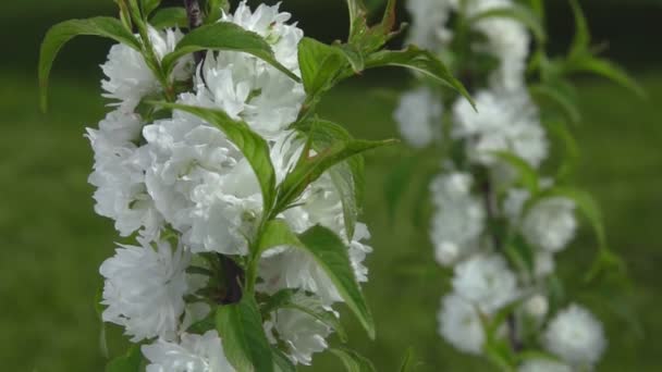 Nahaufnahme schöner Mandelblüten auf dem Ast — Stockvideo