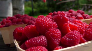 Kadın elinin, sepetten iştah açıcı bir ahududu alışı. 