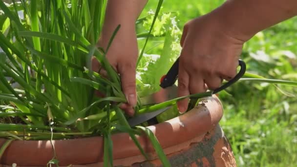 Θηλυκό χέρι παίρνει φρέσκα πράσινα φύλλα κρεμμυδιού από το θάμνο με το ψαλίδι — Αρχείο Βίντεο