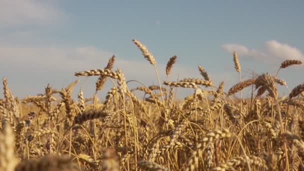 Широкое поле спелой пшеницы на фоне голубого неба — стоковое видео