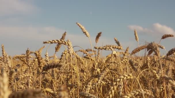 Az érett búza széles mezeje a kék ég hátterében — Stock videók