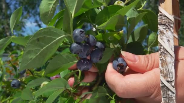 Gros plan des mains féminines cueillant des bleuets mûrs dans un buisson vert — Video