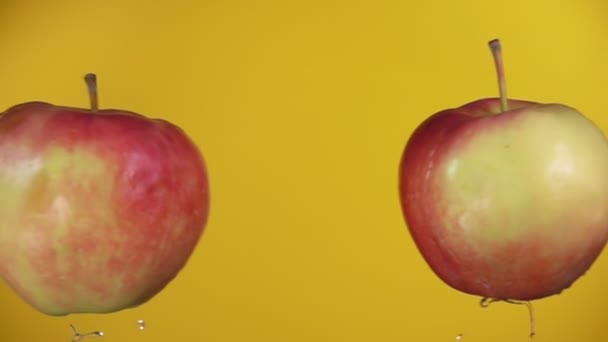 Deux pommes mûres volent l'une vers l'autre et entrent en collision sur le fond jaune — Video