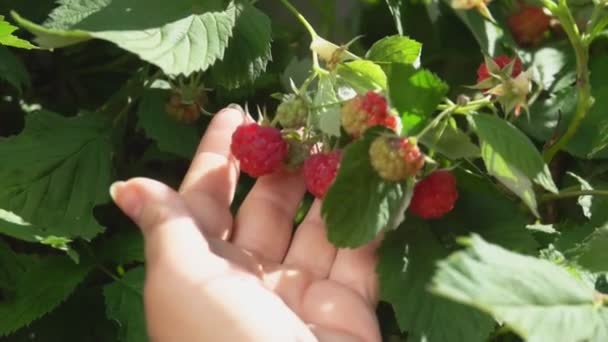 Vrouwelijke handen plukken grote sappige frambozen uit de struik op de zonnige dag — Stockvideo