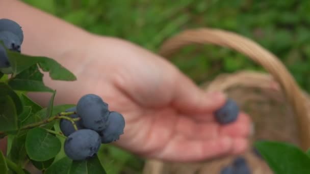 Gros plan sur la cueillette manuelle de bleuets frais mûrs dans un buisson vert — Video