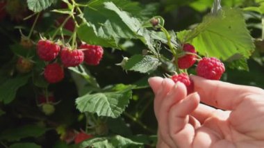 Dişi eller çalılıktan sulu olgun ahududu topluyor.