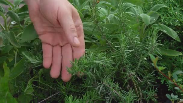 En närbild av en hand som tar färska gröna rosmarin grenar från busken — Stockvideo
