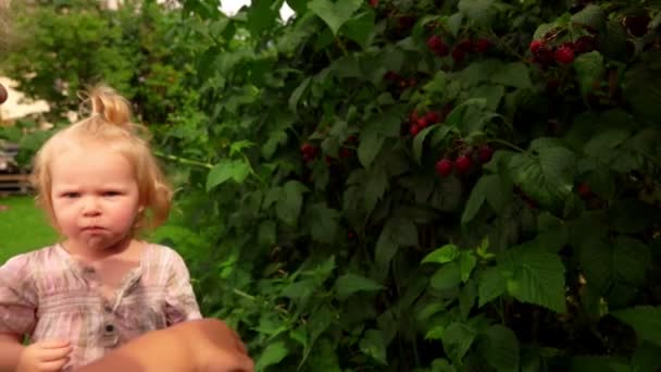 Le ragazze stanno mangiando lamponi rossi dal cespuglio — Video Stock