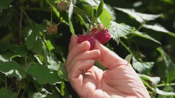 Женские руки собирают спелую малину из кустов — стоковое видео