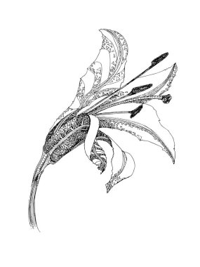 Beyaz arka plan üzerine çizilmiş çiçek zambak el blooming. Vektör illüstrasyon. Çiçek doğal tasarım. Grafik, çizim. Arka plan için güzel zambak çiçeği, doku, sarıcı desen, düğün çerçevesi, sınır.