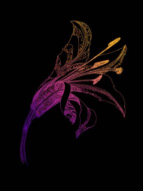 Renkli zambak eli siyah arka plan üzerine çizilmiş. Vektör illüstrasyon. Çiçek doğal tasarım. Grafik, çizim. Arka plan için güzel zambak çiçekleri, doku, sarıcı desen, düğün çerçevesi, sınır