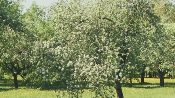 Branche florissante de pommier au printemps avec un vent léger. Pomme en fleurs — Video