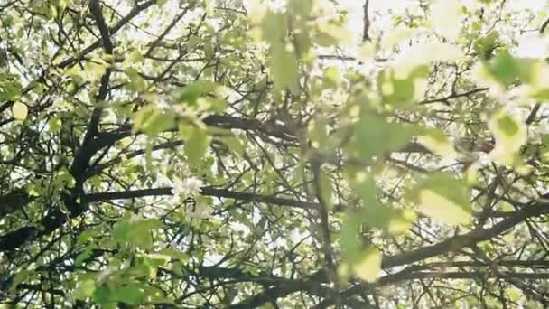 Blooming branch of apple tree in spring with light wind. Blossoming apple — Stock Video