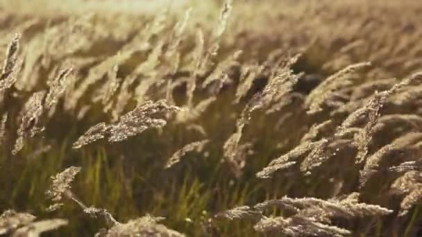 Feather grass close up. Field of golden feather grass swaying. Nature landscape — Stock Video