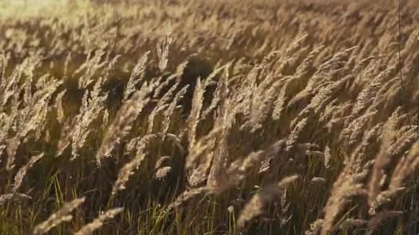 Fundo natural - bela grama de penas voando ao vento ao pôr do sol — Vídeo de Stock